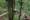 Giant Pandas